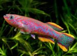 Fundulopanchax gardneri