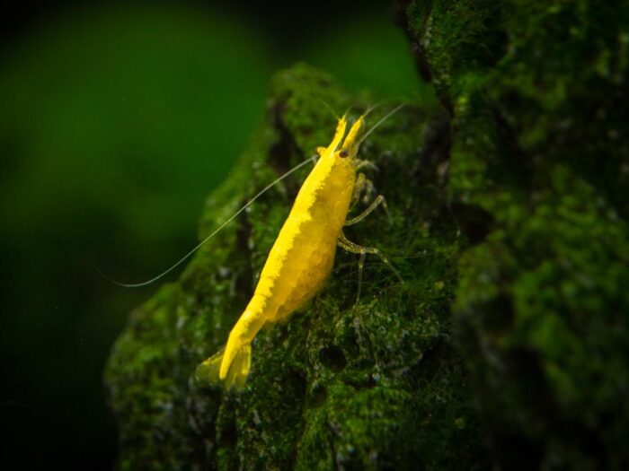 Neocaridina heteropoda var. "Yellow Neon" - Image 4