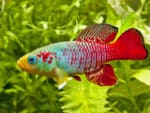 Nothobranchius guentheri - Image 3