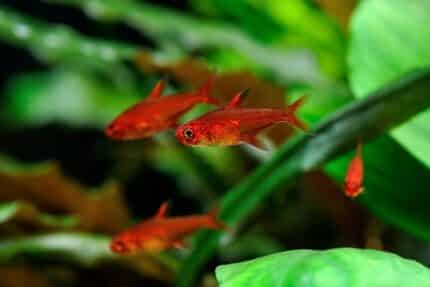 Hyphessobrycon amandae (Тетра Аманды)