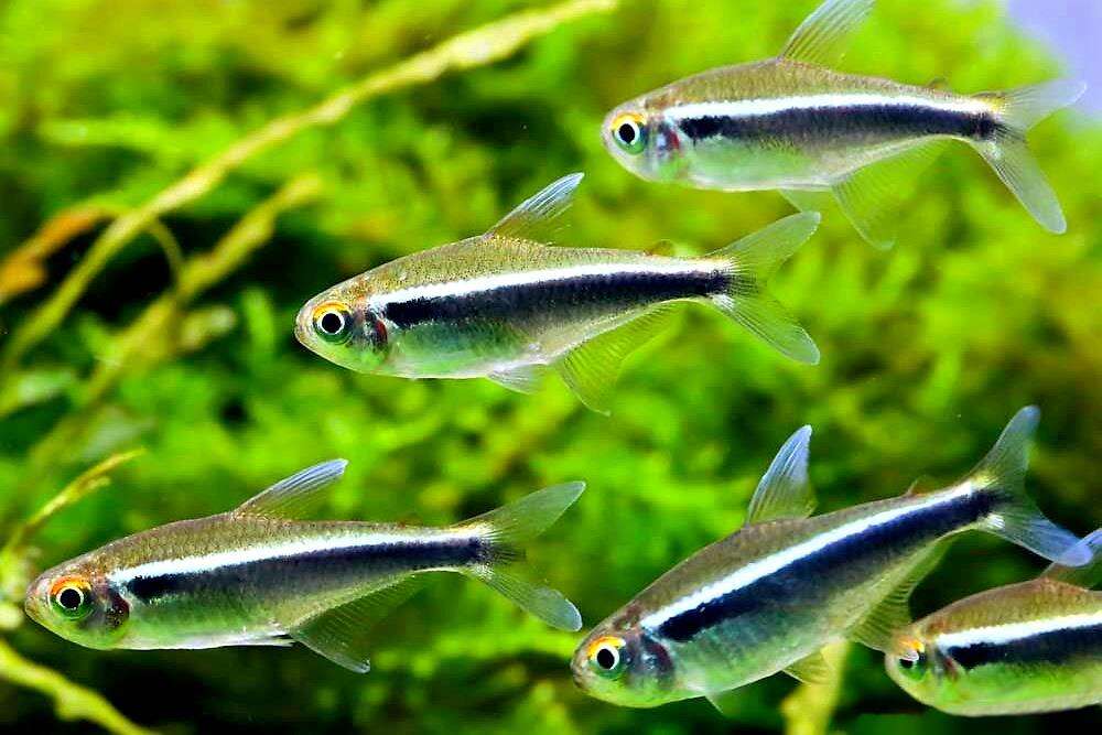 hyphessobrycon-herbertaxelrodi Hyphessobrycon herbertaxelrodi