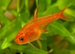 Hyphessobrycon amandae "Ember Tetra" - Image 4