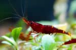Yellow Cheek Sulawesi Shrimp / Caridina Spinata - Image 5