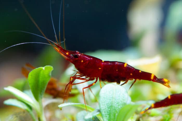 Yellow Cheek Sulawesi Shrimp / Caridina Spinata - Image 5