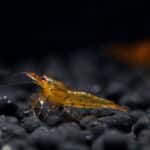 Golden Tiger Shrimp / Tangarine Tiger (Caridina) - Image 3