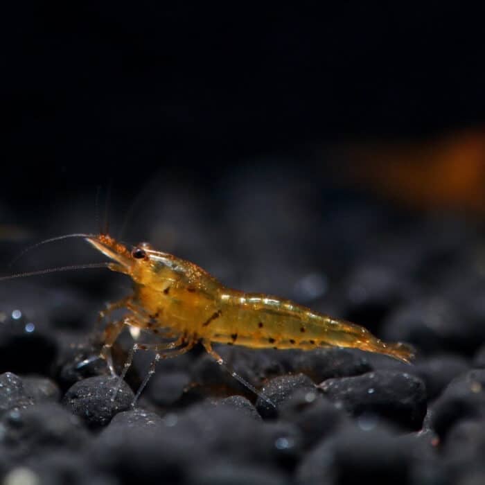 Golden Tiger Shrimp / Tangarine Tiger (Caridina) - Image 3