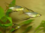 Iriatherina werneri