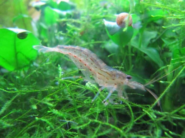 Caridina multidentata, Caridina japonica "Amano Shrimp" - Image 2