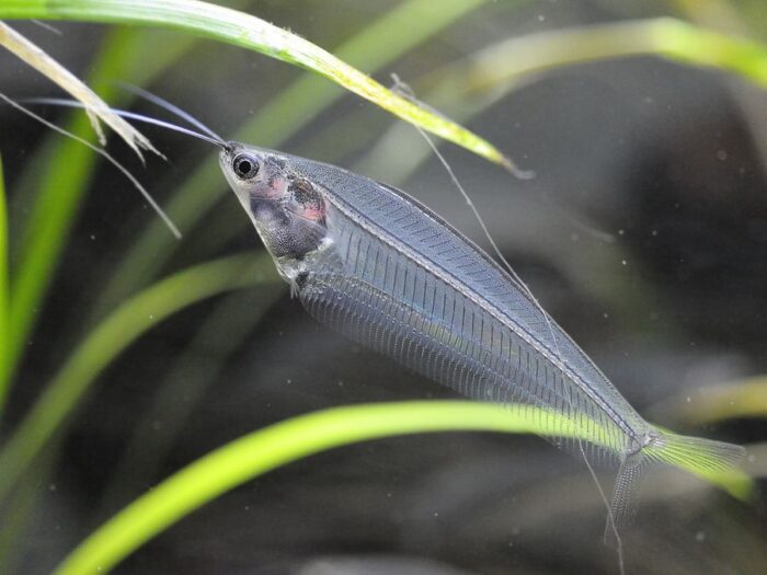 Kryptopterus bicirrhis - Image 5