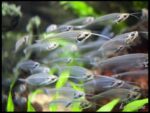 Kryptopterus bicirrhis - Image 4
