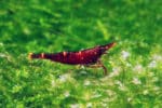 Yellow Cheek Sulawesi Shrimp / Caridina Spinata - Image 4