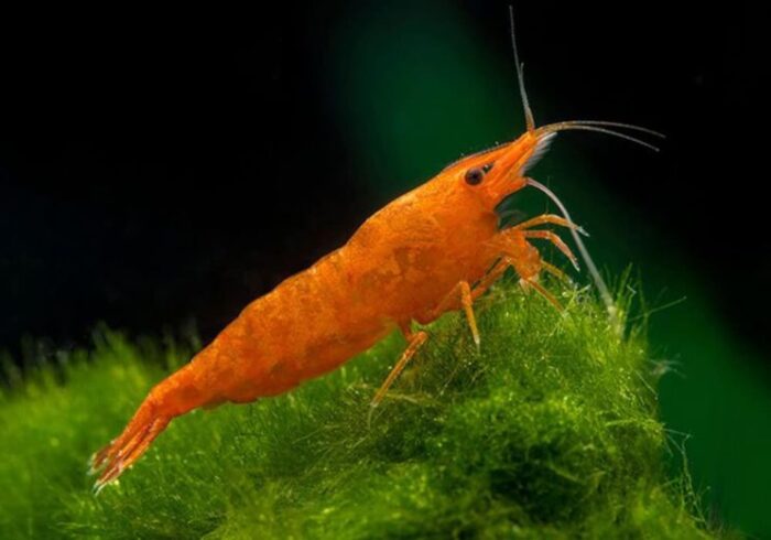 Neocaridina heteropoda var. "Orange Sakura" - Image 3