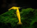 Neocaridina heteropoda var. "Yellow Neon"