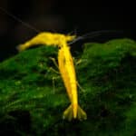 Neocaridina heteropoda var. "Yellow Neon"