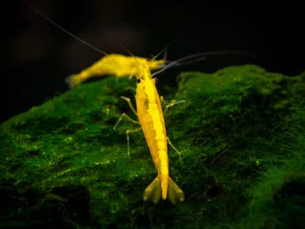 Neocaridina heteropoda var. "Yellow Neon"