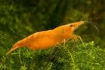 Neocaridina heteropoda var. "Orange Sakura" - Image 2