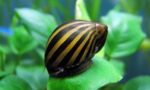 Neritina natalensis sp. "Zebra"