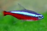 Paracheirodon axelrodi "Cardinal Tetra"
