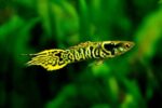 Poecilia wingei "Tiger Endler Guppy "