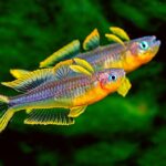 Pseudomugil furcatus