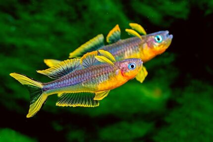 Pseudomugil furcatus