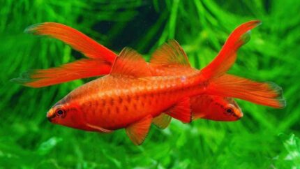 Puntius titteya