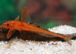 Rineloricaria sp. L11a "Red Lizard" - Image 3