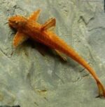 Rineloricaria sp. L11a "Red Lizard" - Image 2