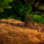 Rineloricaria parva Common Whiptail