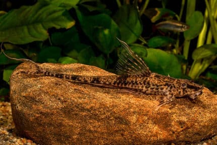 Rineloricaria parva Common Whiptail