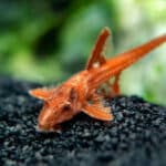 Rineloricaria sp. L11a "Red Lizard"