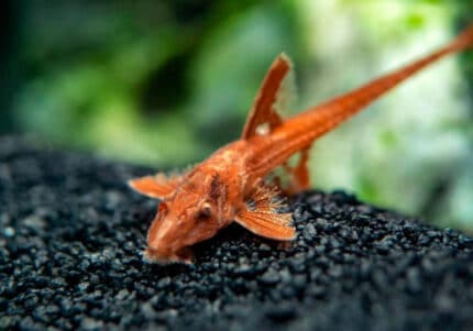 Rineloricaria sp. L11a "Red Lizard"