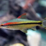 Sahyadria denisonii