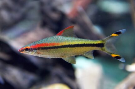Sahyadria denisonii