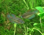 Trichopsis pumila - Image 4