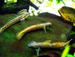 Stiphodon sp.