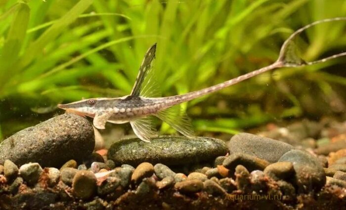 Sturisomatichthys panamense "Royal Whiptail" - Image 4