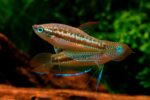 Trichopsis pumila
