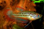 Trichopsis pumila - Image 2