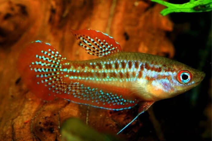 Trichopsis pumila - Image 2