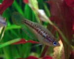 Trichopsis pumila - Image 3