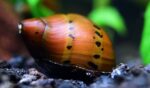 Neritina natalensis sp. "Red Spotted" - Image 2