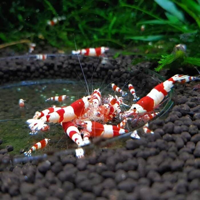 Pure Red Line Crystal "PRL" (Caridina) - Image 4
