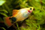 Mickey Mouse Platy Fish - Image 2