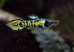 Poecilia wingei  "Tiger Endler Guppy " - Image 3