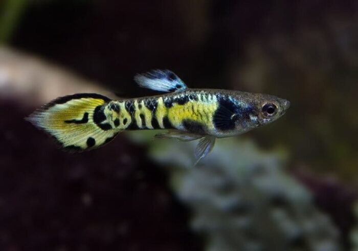 Poecilia wingei  "Tiger Endler Guppy " - Image 3
