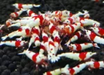 Pure Red Line Crystal "PRL" (Caridina) - Image 3