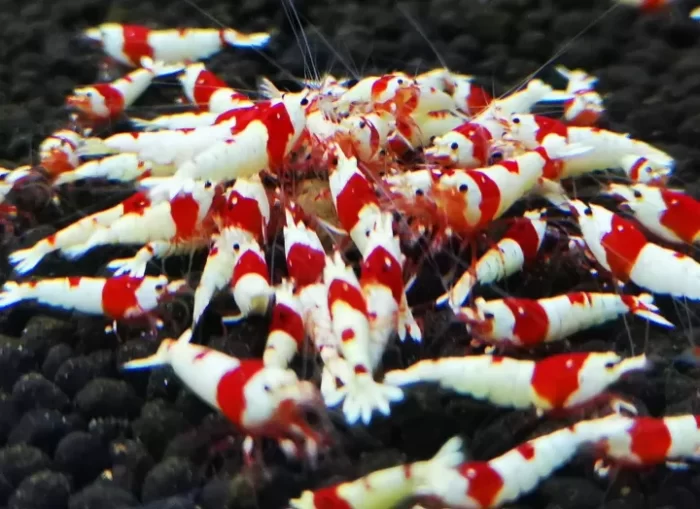 Pure Red Line Crystal "PRL" (Caridina) - Image 3