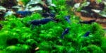 Neocaridina heteropoda var. "Blue Dream" - Image 3