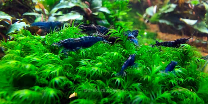 Neocaridina heteropoda var. "Blue Dream" - Image 3